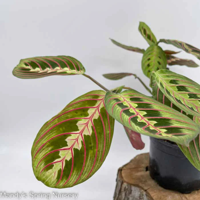 Prayer Plant | Maranta - Image 2