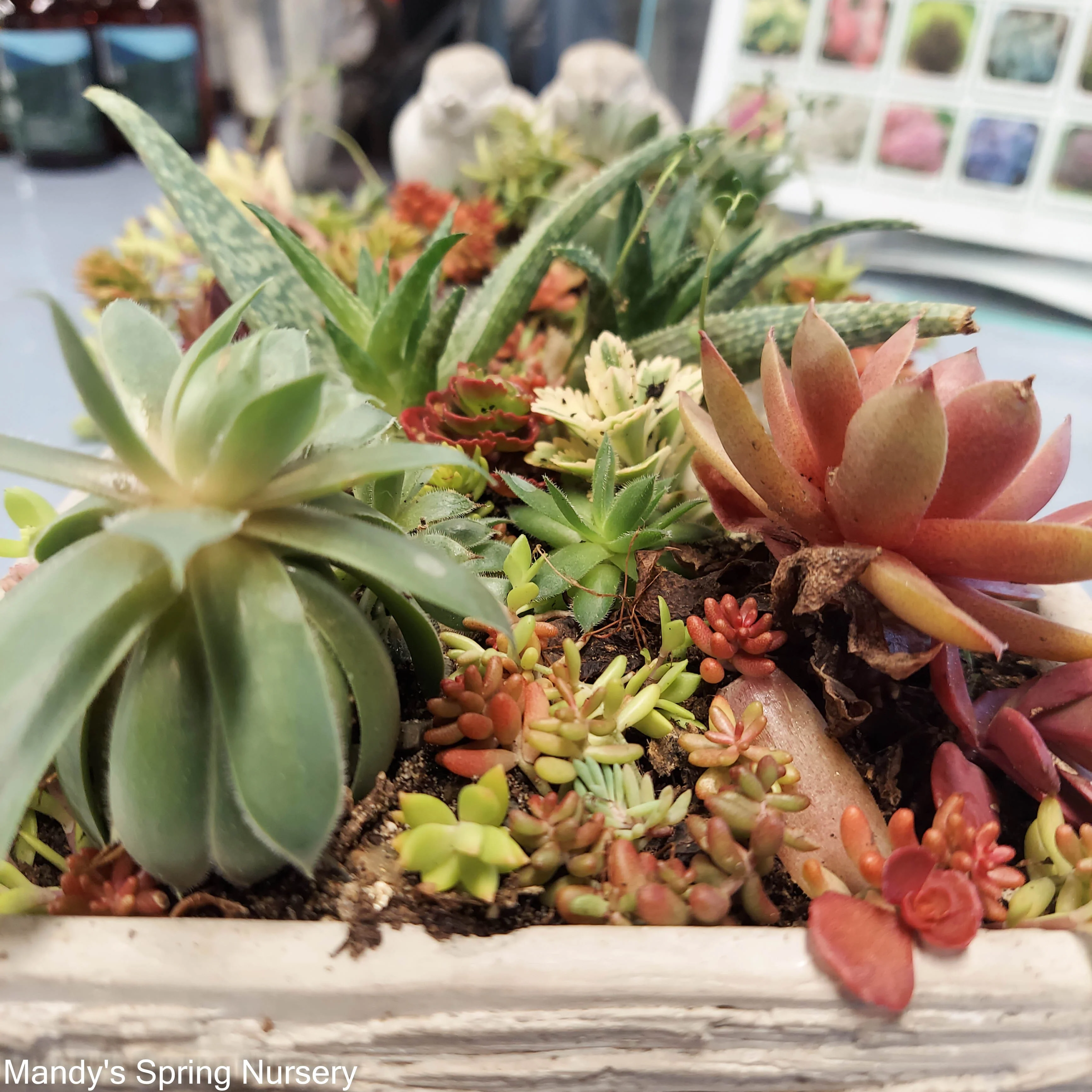 Pre-Made Succulent Garden - Image 2