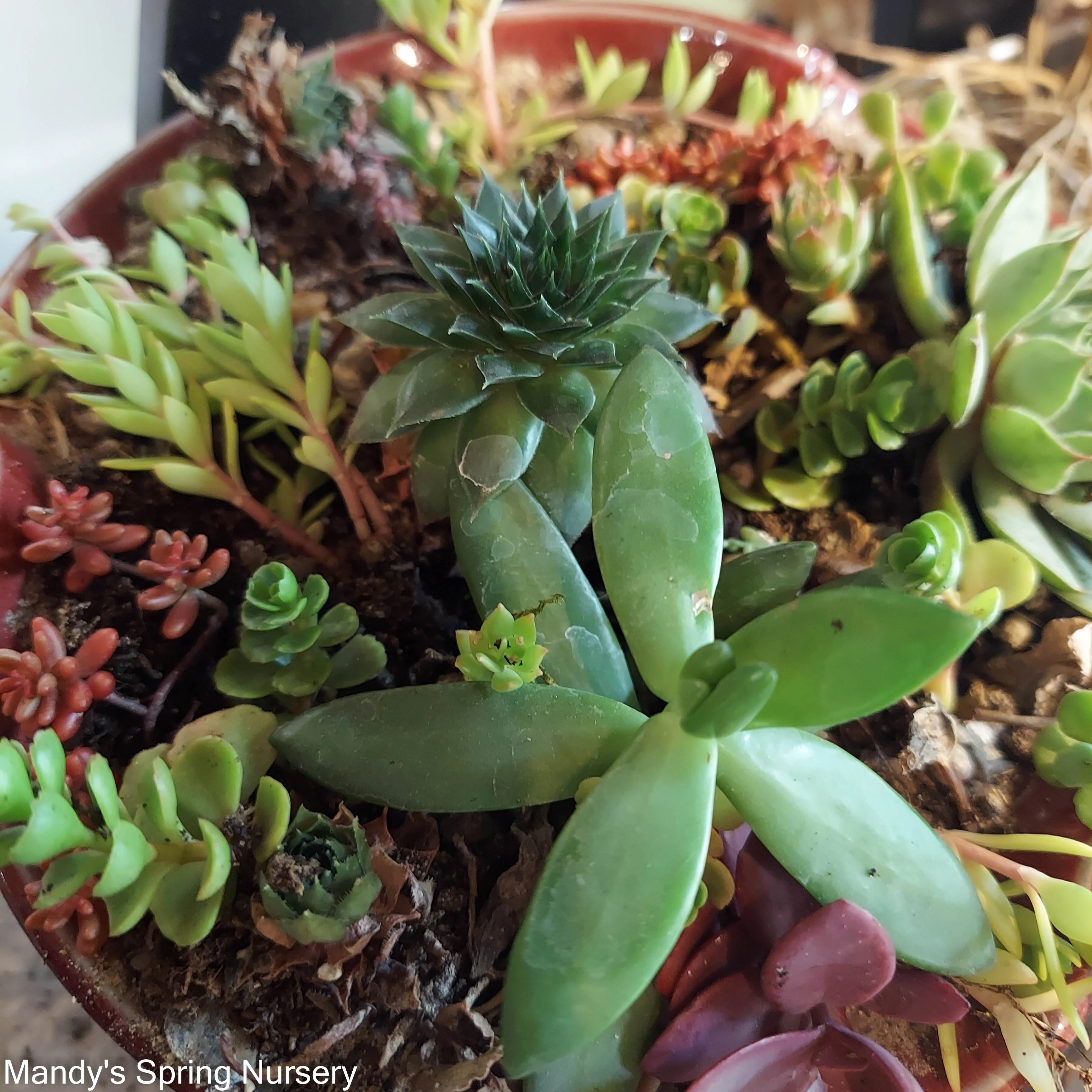 Pre-Made Succulent Garden - Image 3