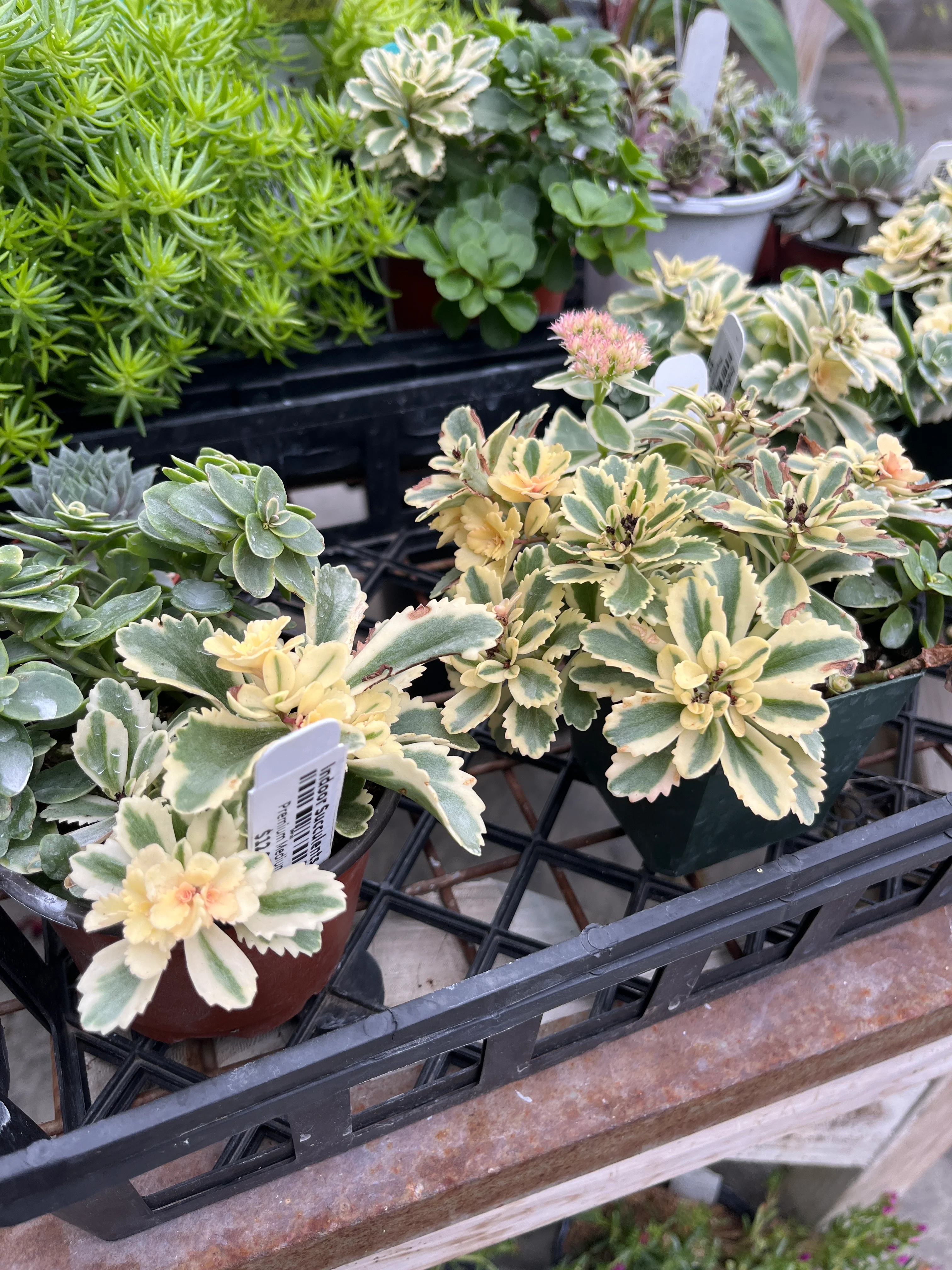 Pre-Made Succulent Garden - Image 4