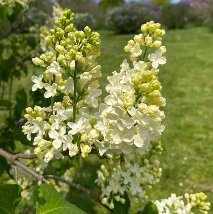 Primrose Lilac | Syringa vulgaris - Image 3
