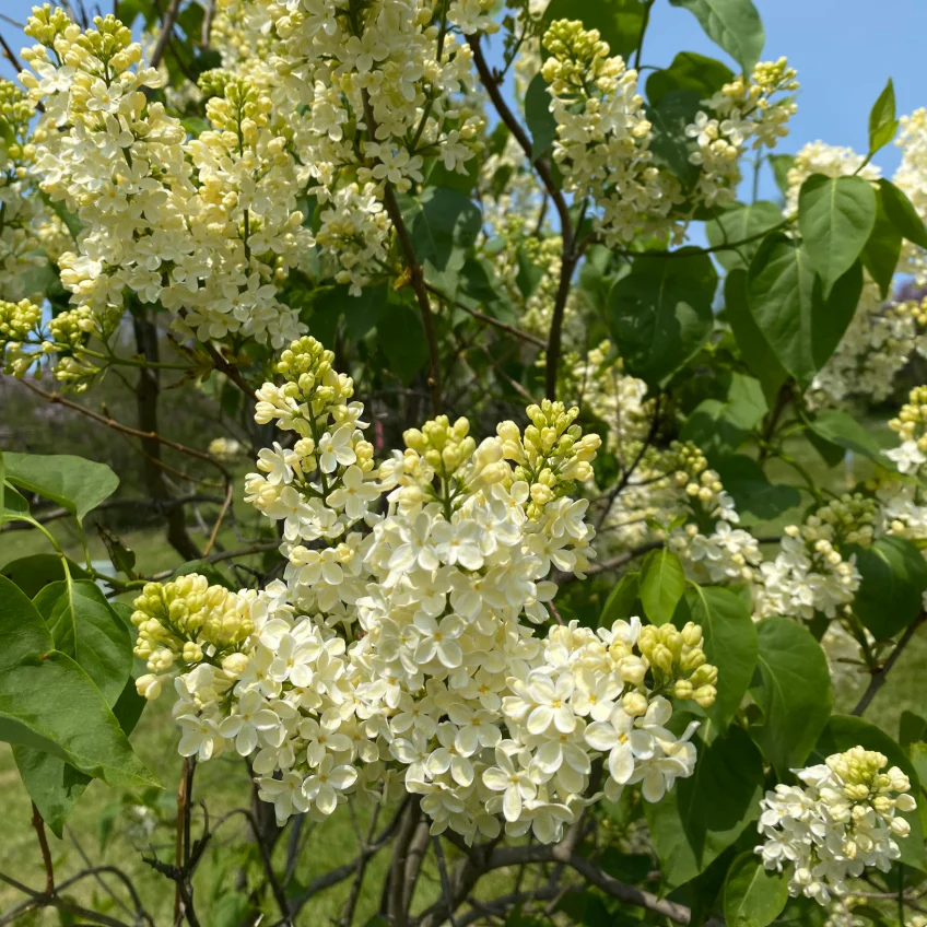 Primrose Lilac | Syringa vulgaris - Image 4