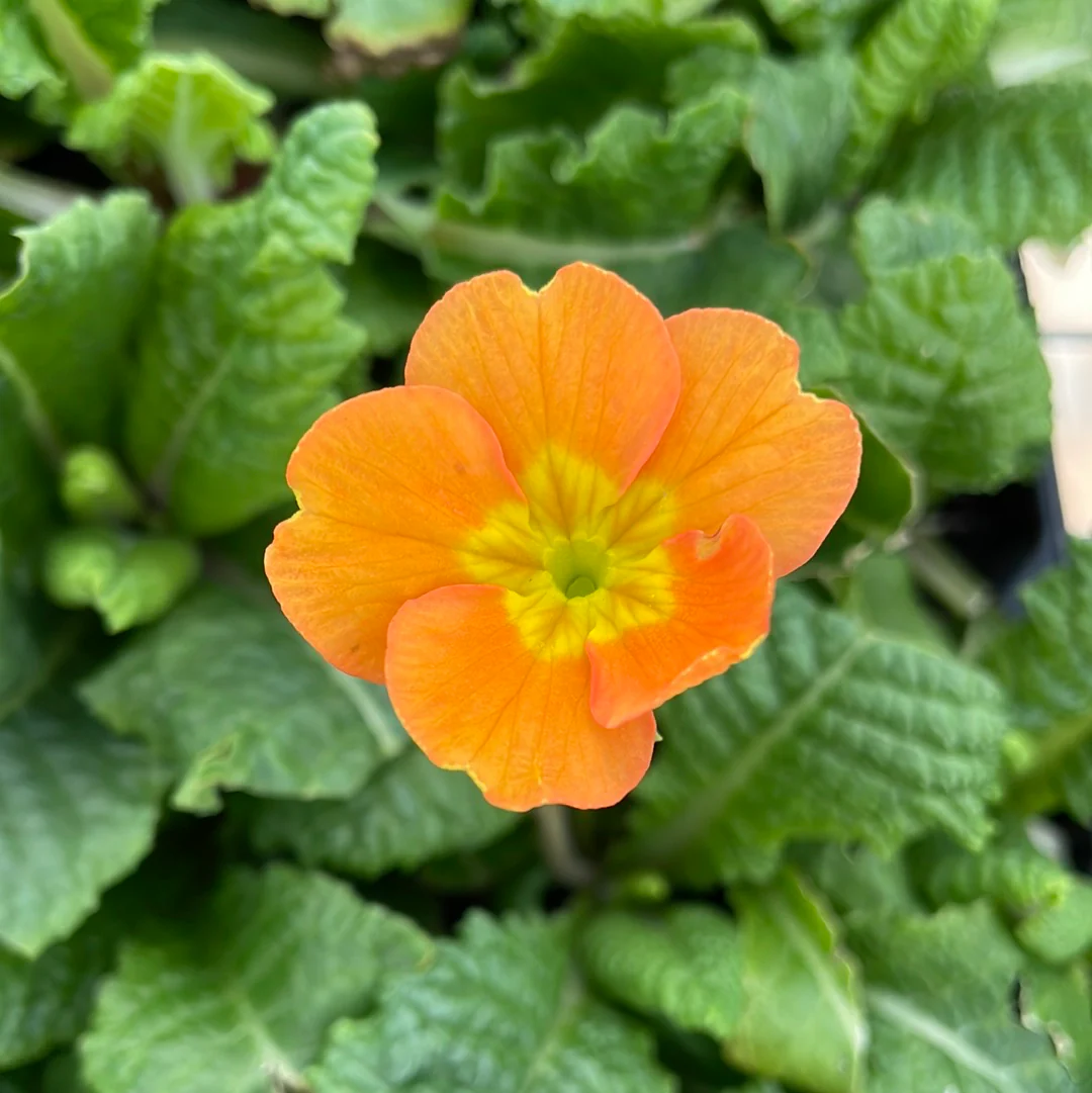 Pacific Hybrids English Primrose | Primula - Image 6