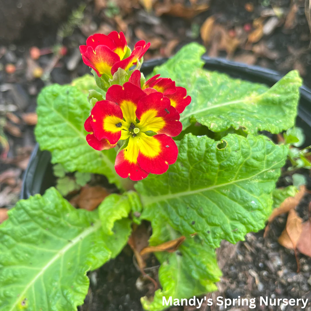 Pacific Hybrids English Primrose | Primula - Image 7