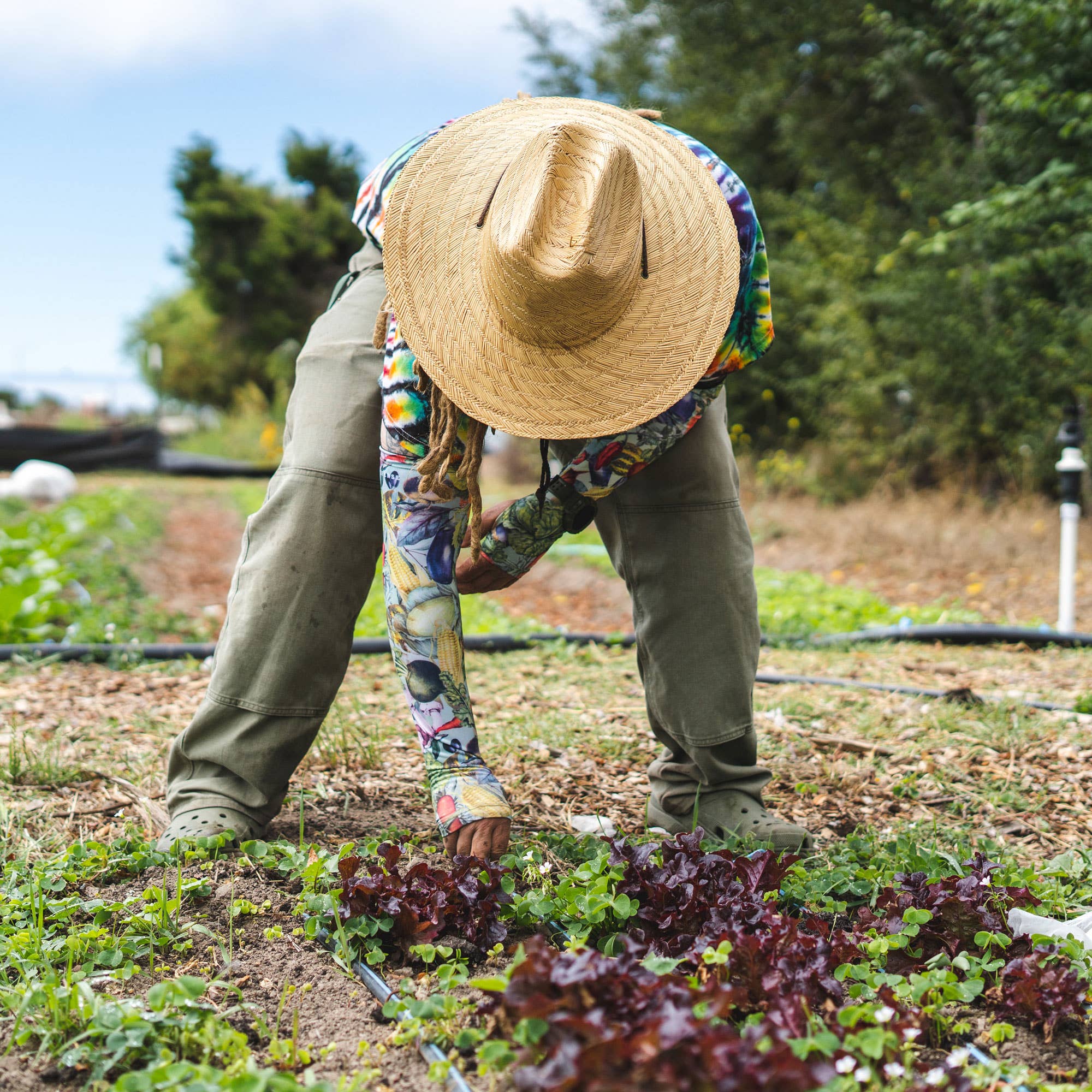 Protection Sleeves - Vegetable Harvest - Image 2