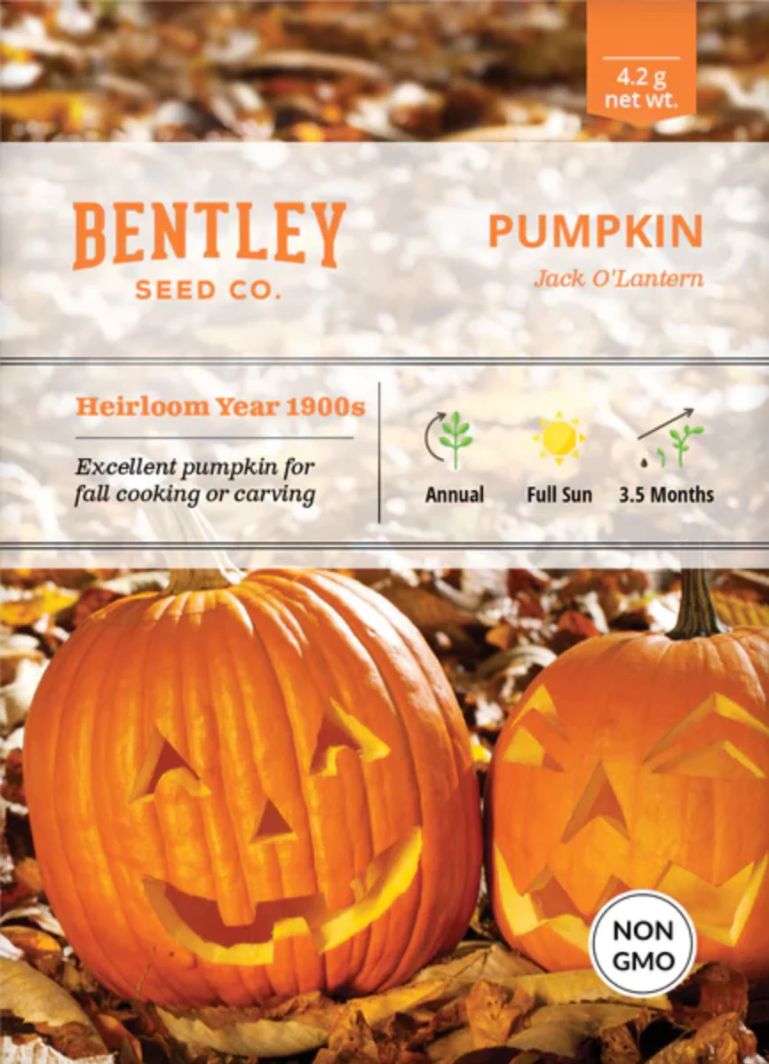 Pumpkin 'Jack O'Lantern' - Vegetable Seeds - Image 2