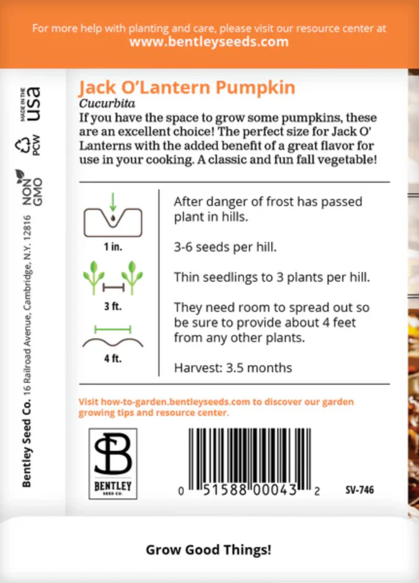 Pumpkin 'Jack O'Lantern' - Vegetable Seeds - Image 3