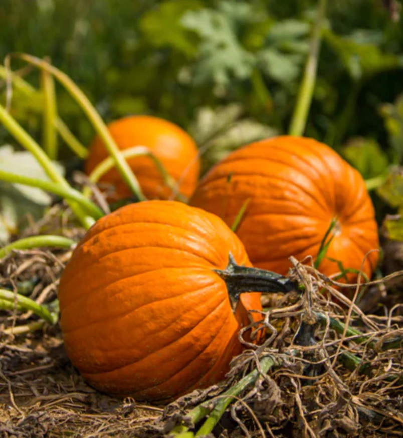 Pumpkin 'Jack O'Lantern' - Vegetable Seeds - Image 4