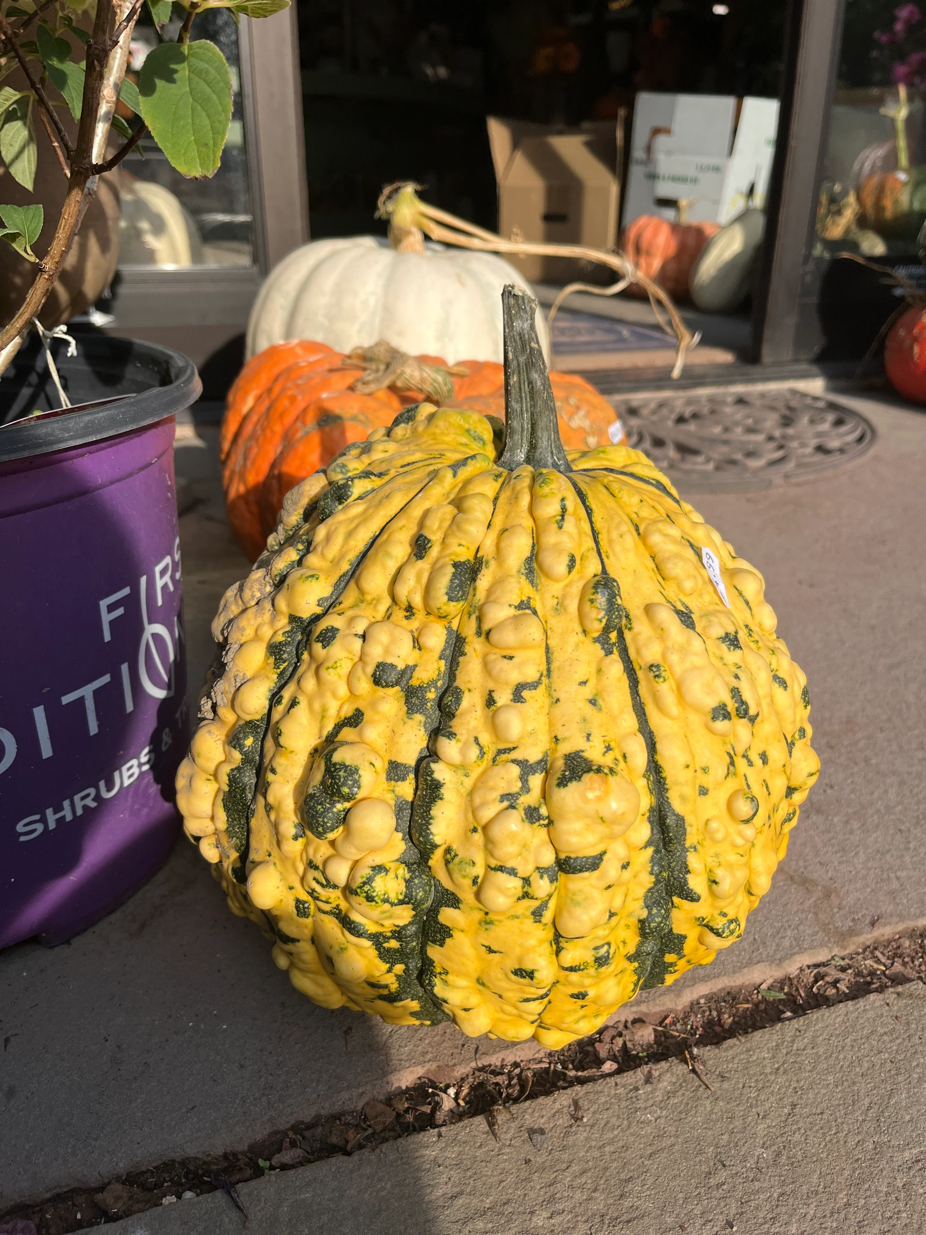Assorted Pumpkins & Gourds - Image 3
