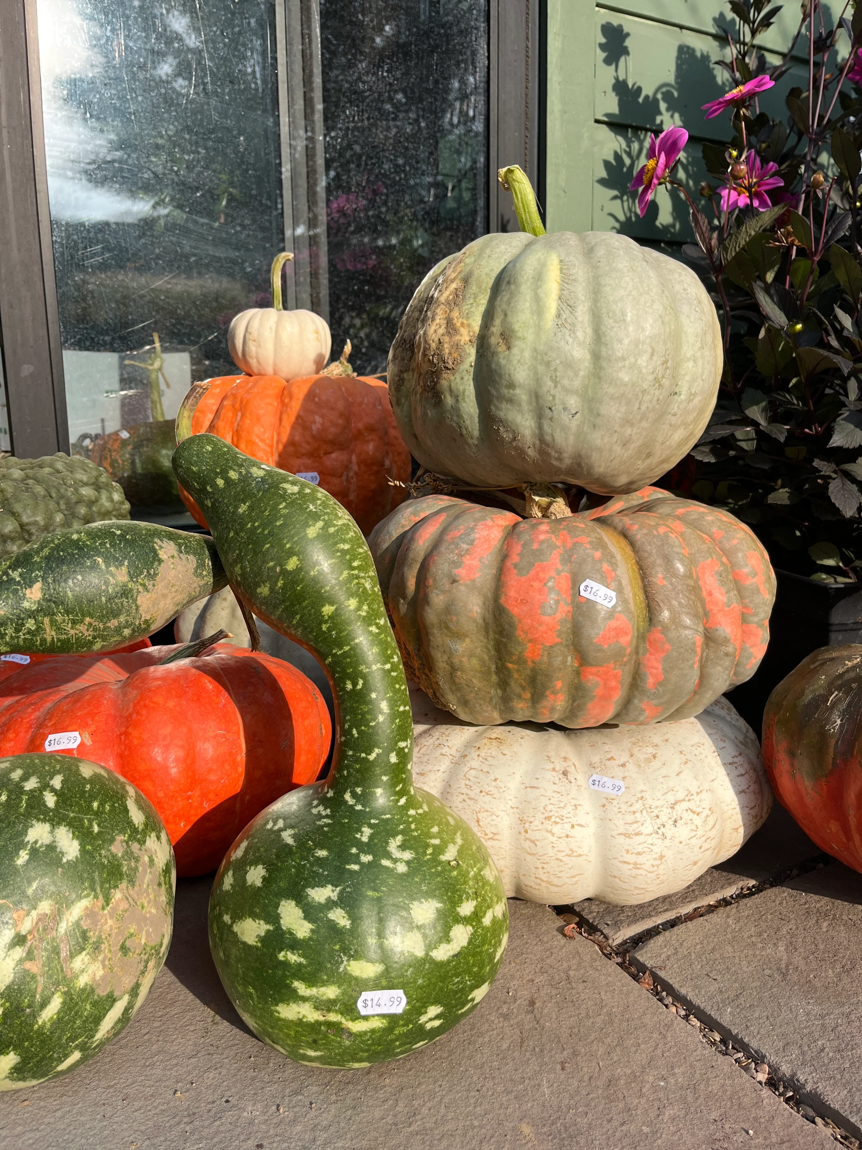 Assorted Pumpkins & Gourds - Image 4