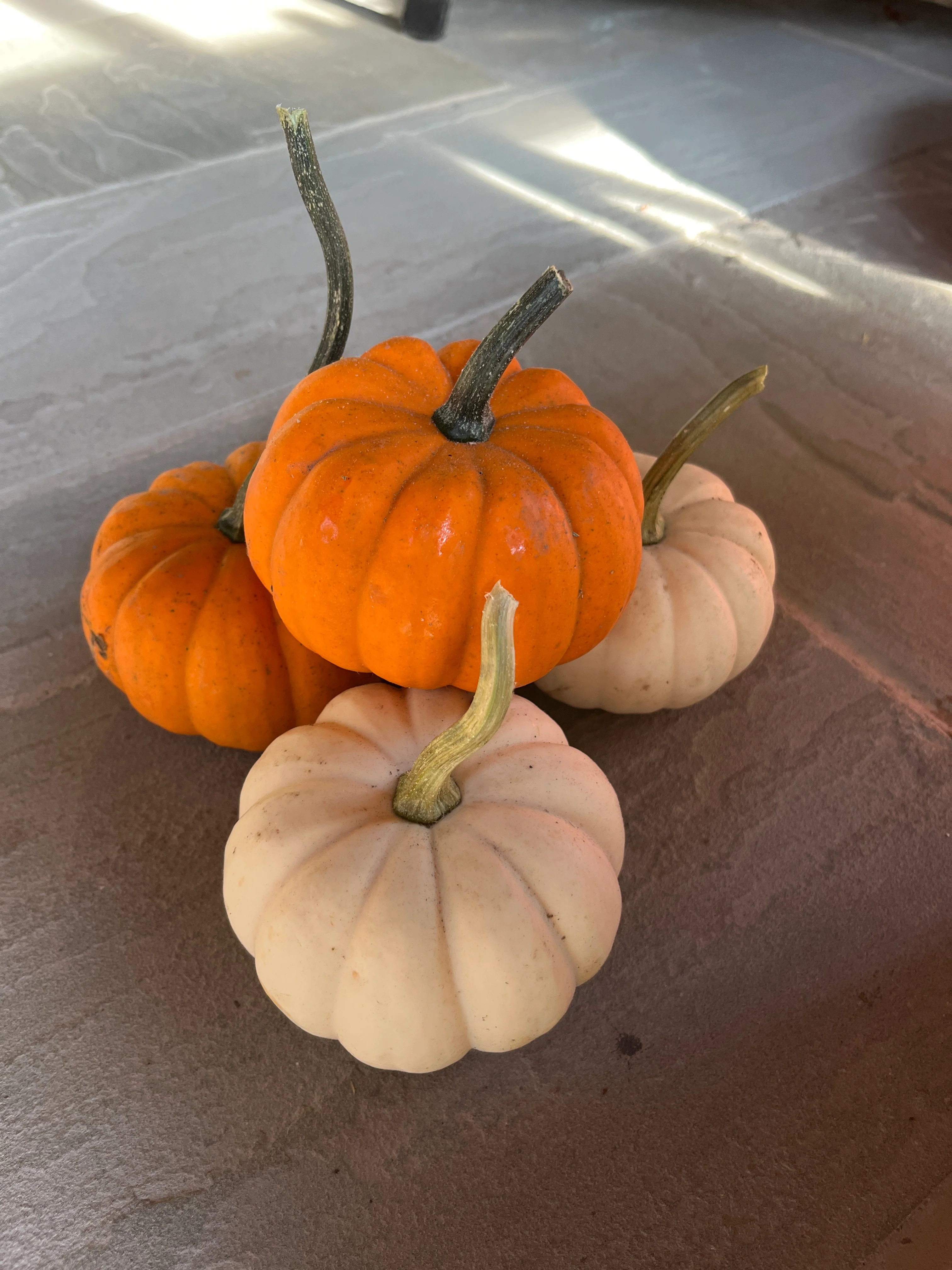 Assorted Pumpkins & Gourds - Image 5