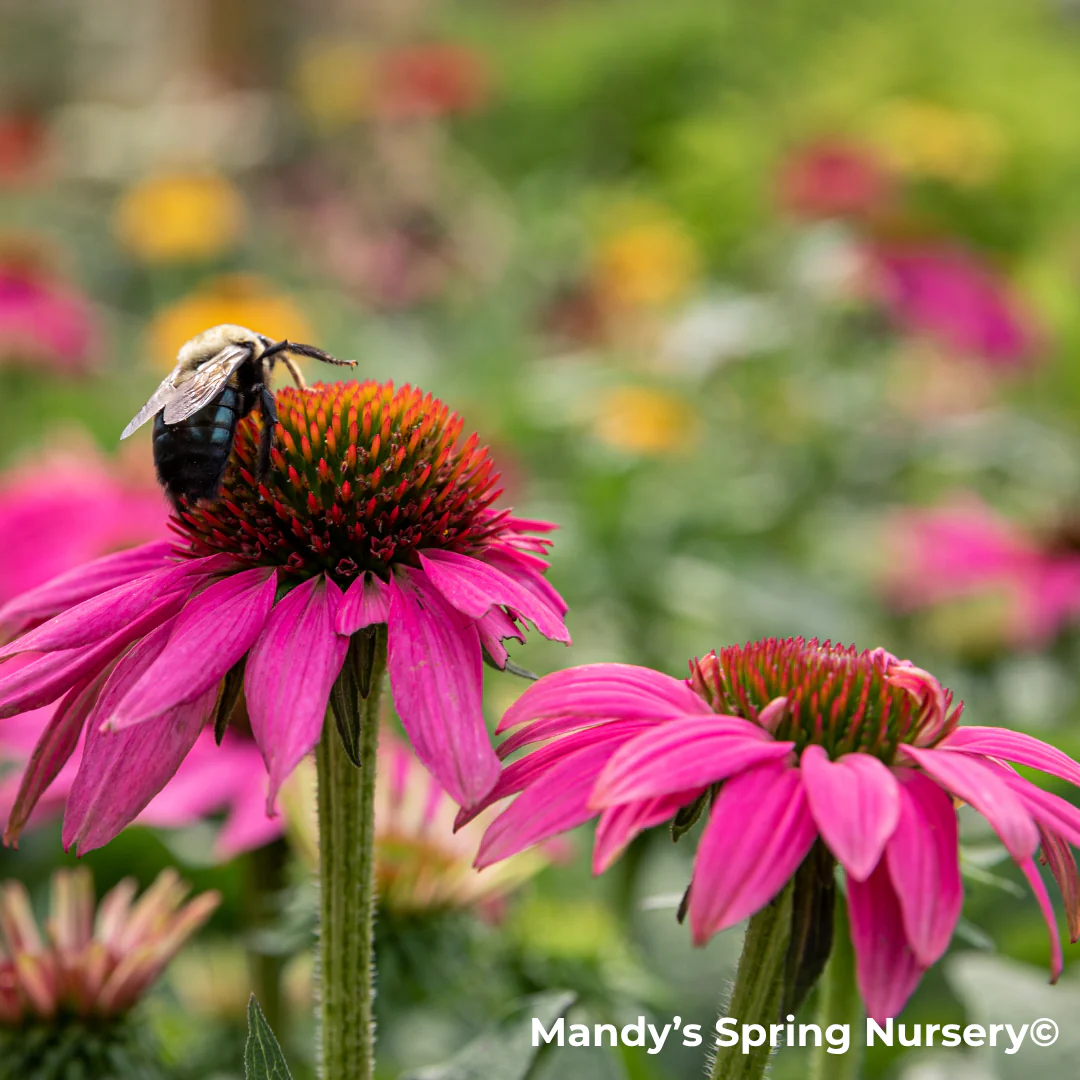 'PowWow Wild Berry' Coneflower | Echinacea purpurea
