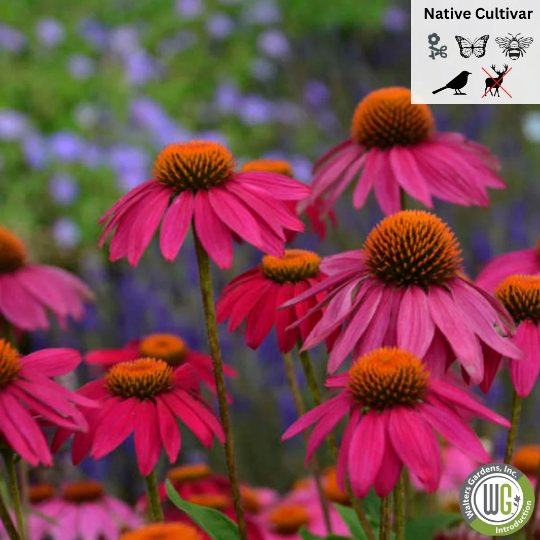 'PowWow Wild Berry' Coneflower | Echinacea purpurea - Image 2