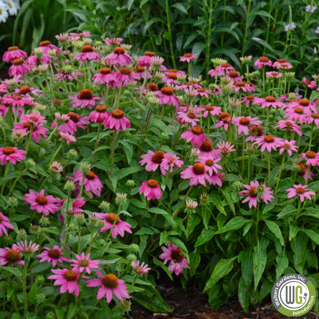 'PowWow Wild Berry' Coneflower | Echinacea purpurea - Image 3