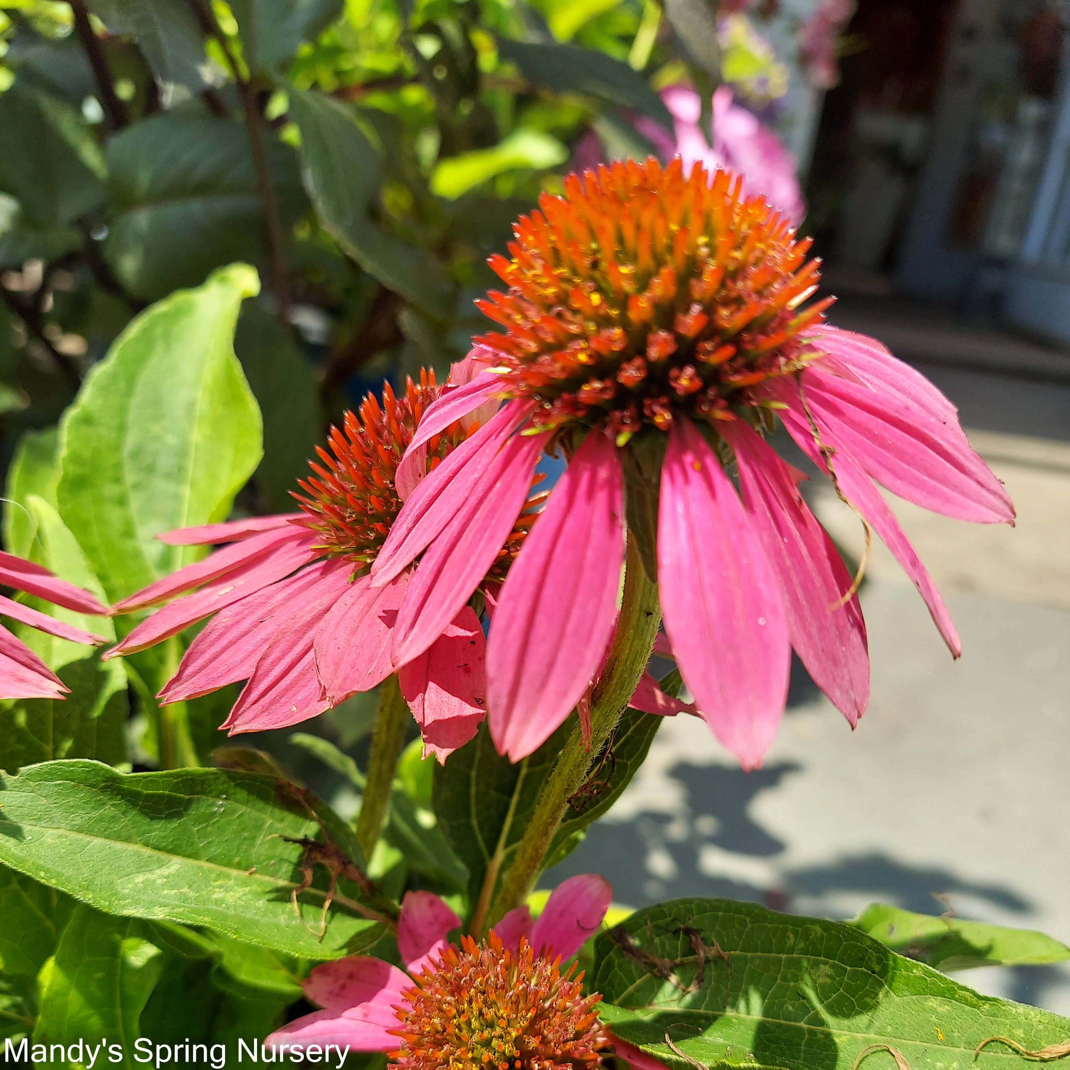 'PowWow Wild Berry' Coneflower | Echinacea purpurea - Image 4
