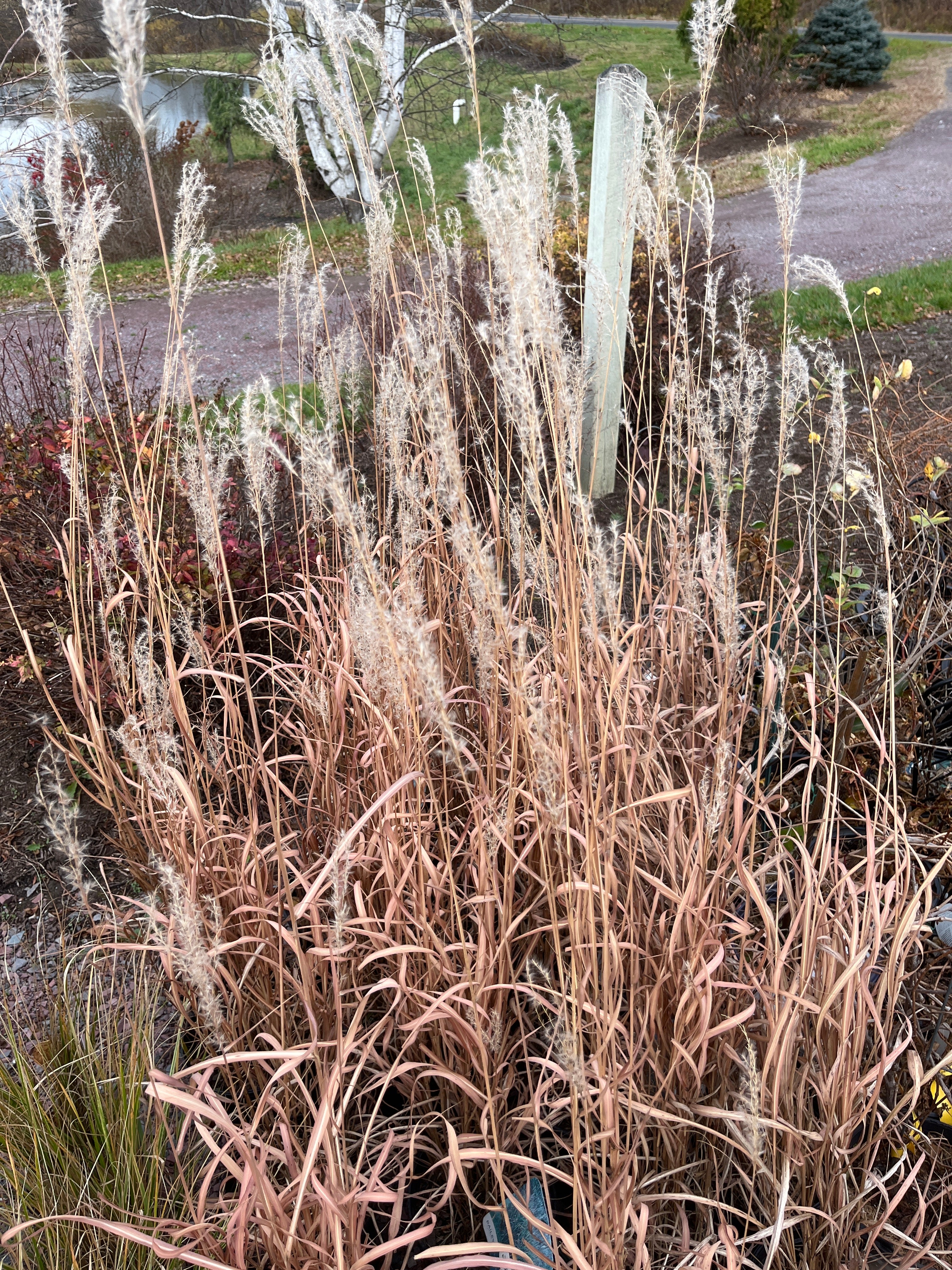 Flame Grass | Miscanthus Sinensis 'Purpurascens' - Image 4