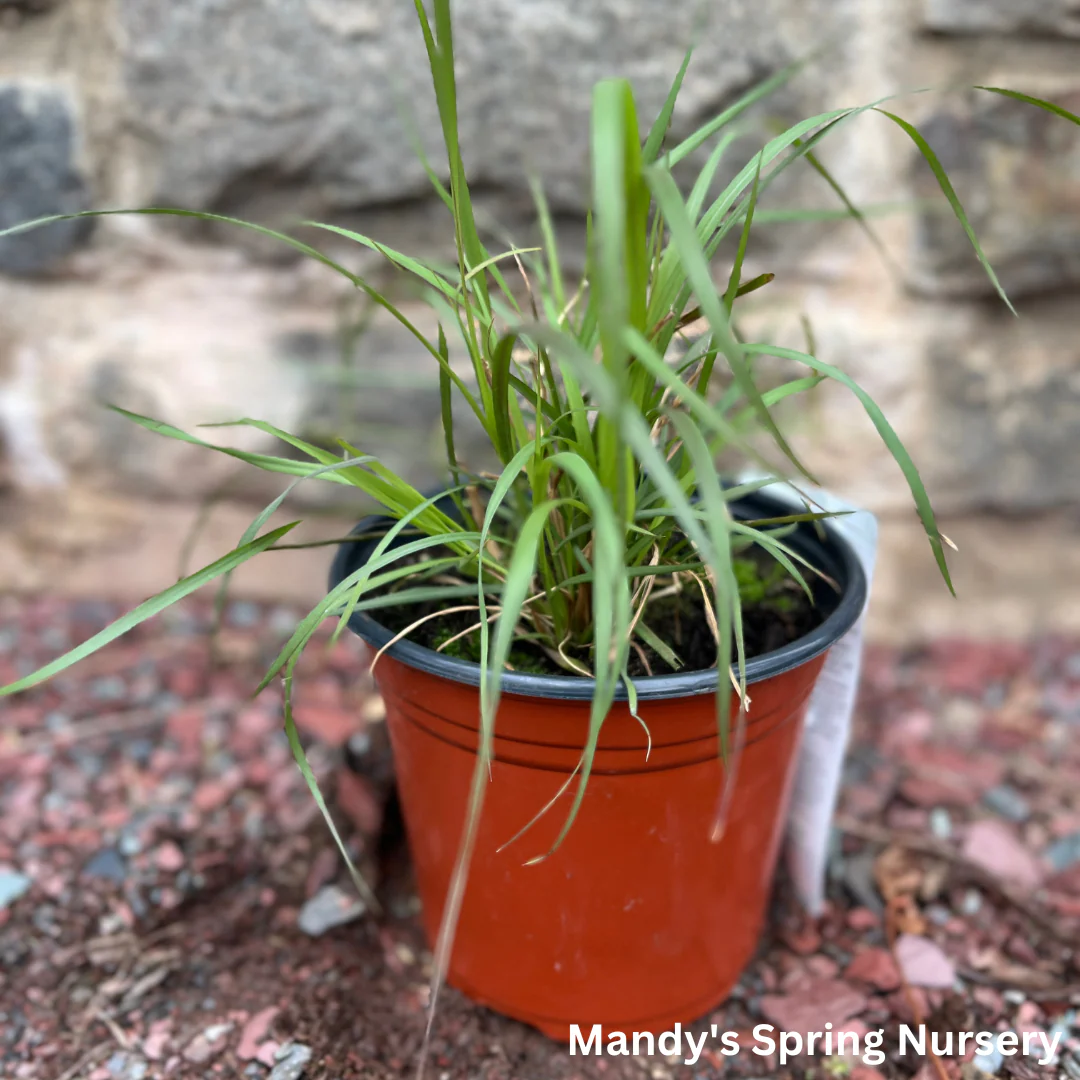 Annual Purple Fountain Grass | Pennisetum setaceum ‘Rubrum’ - Image 3