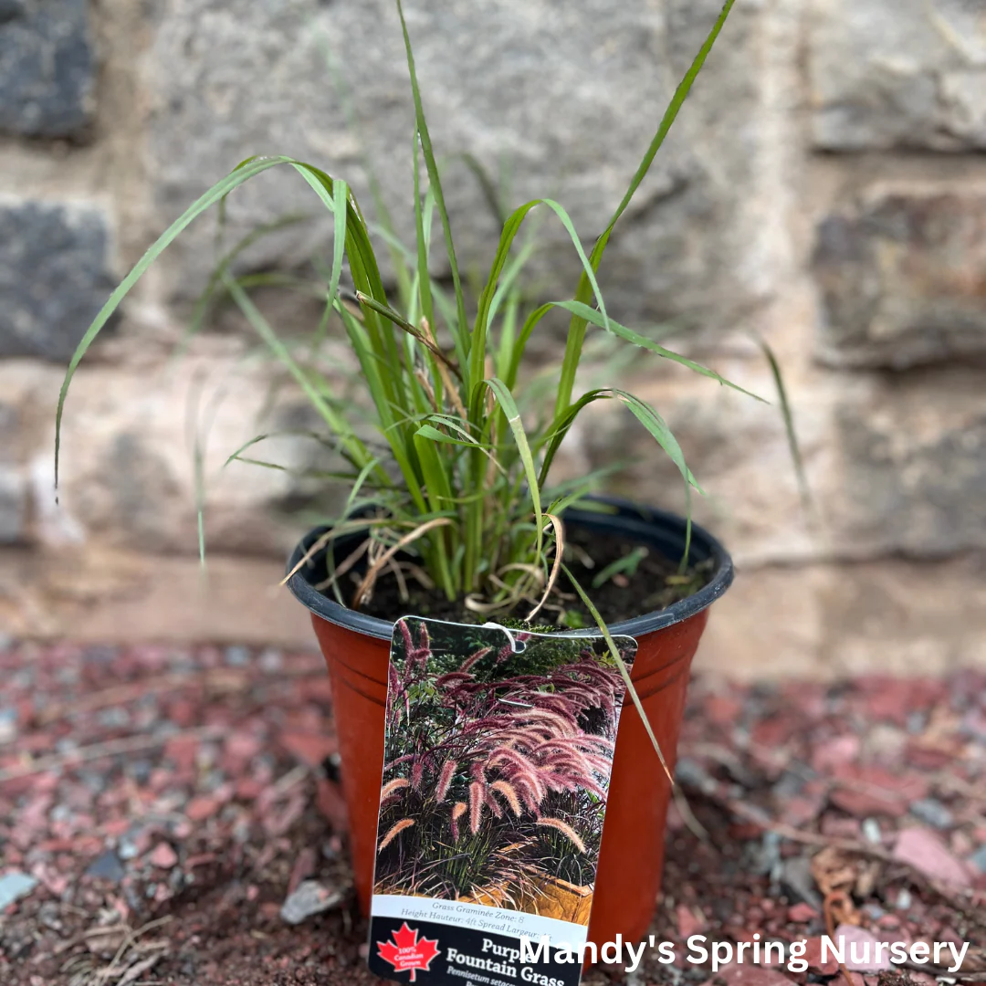 Annual Purple Fountain Grass | Pennisetum setaceum ‘Rubrum’ - Image 4