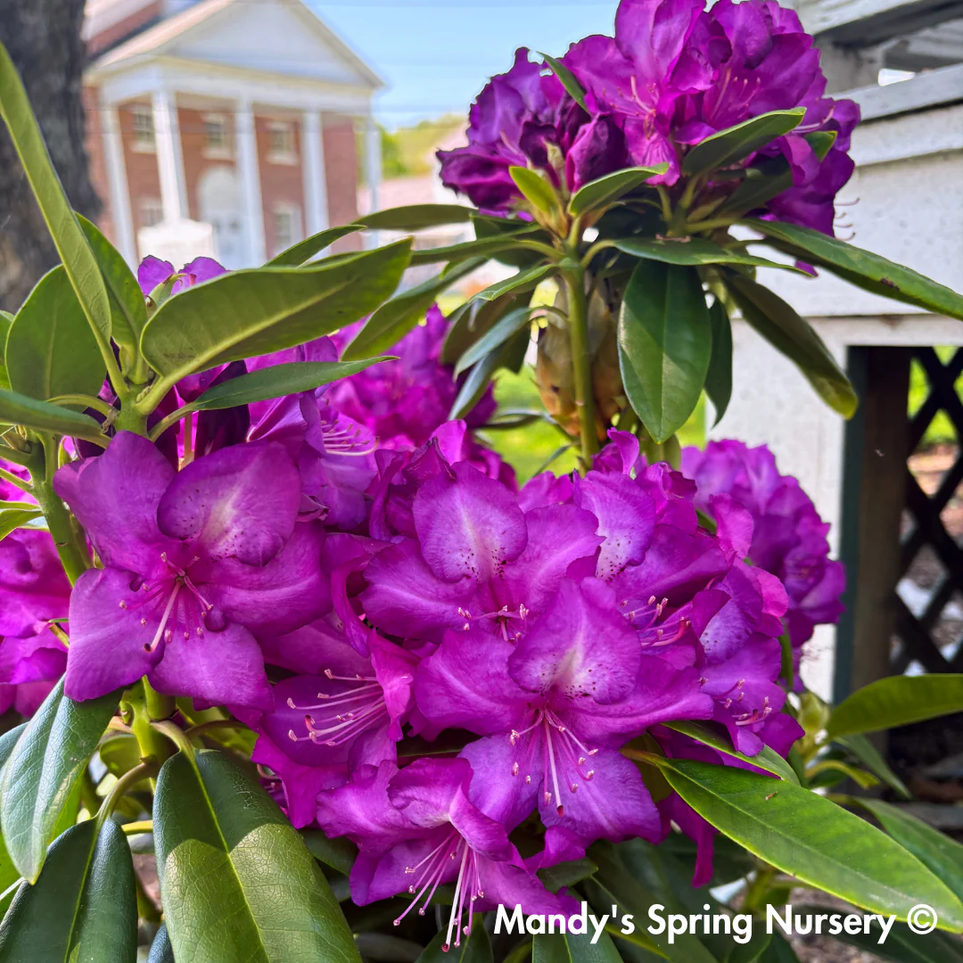 'Purple Passion' Rhododendron | Rhododendron 'Purple Passion' - Image 2