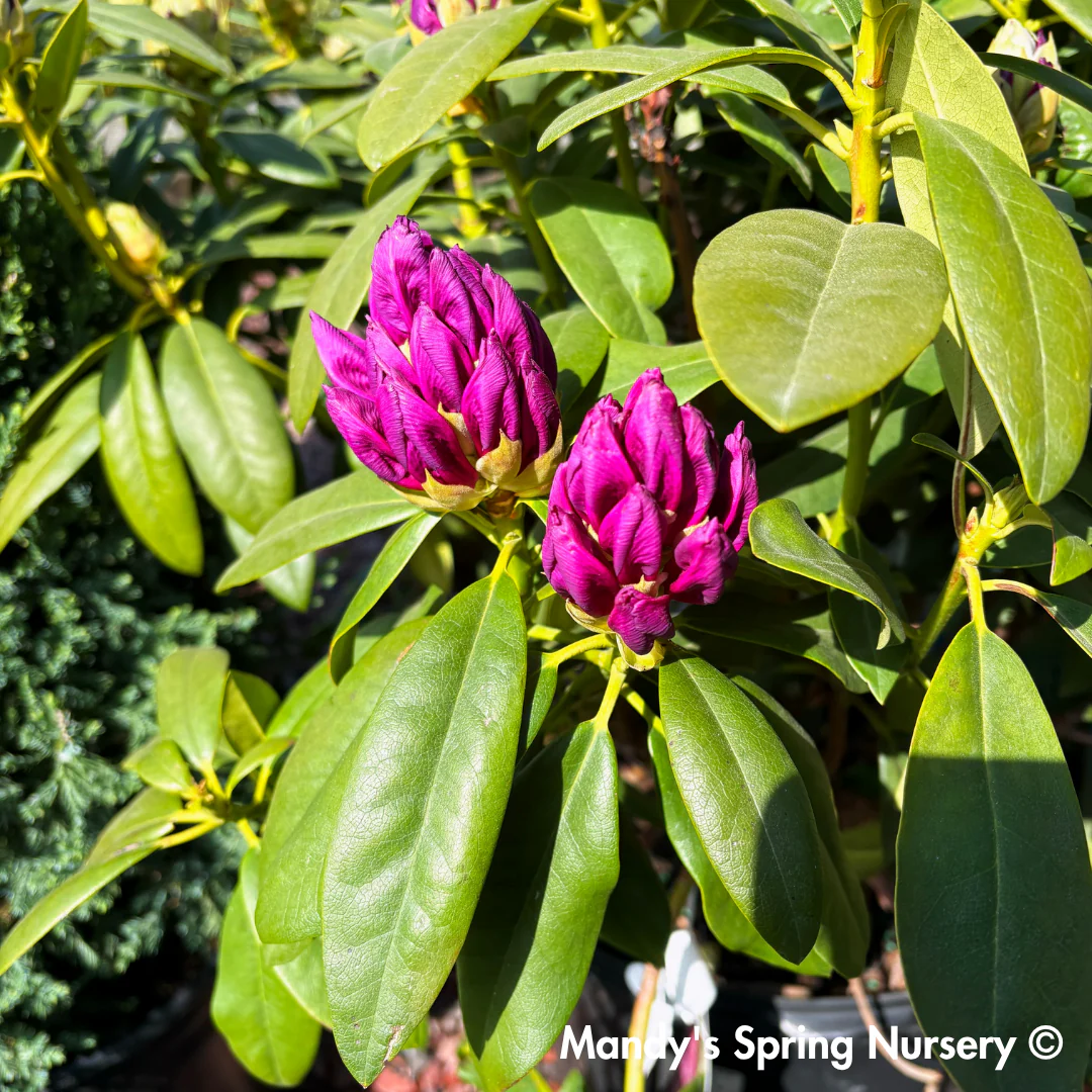 'Purple Passion' Rhododendron | Rhododendron 'Purple Passion' - Image 3