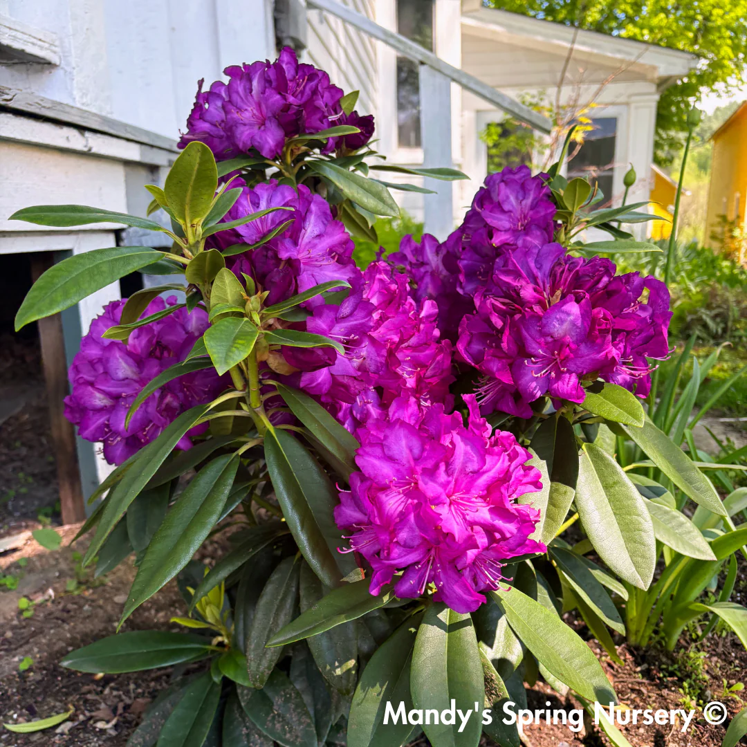 'Purple Passion' Rhododendron | Rhododendron 'Purple Passion' - Image 4