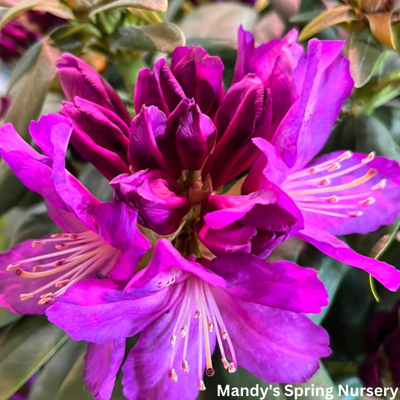 'Purple Passion' Rhododendron | Rhododendron 'Purple Passion' - Image 5