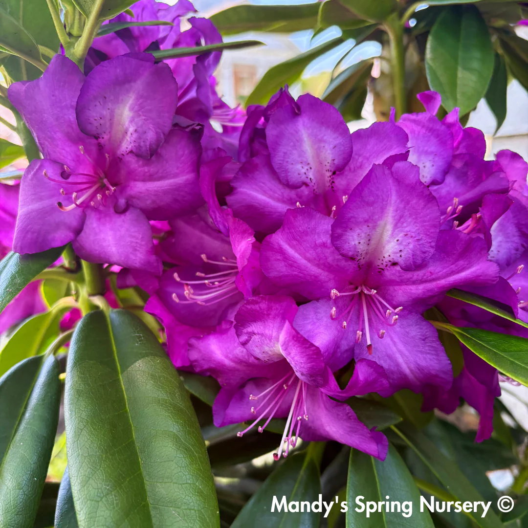 'Purple Passion' Rhododendron | Rhododendron 'Purple Passion' - Image 6
