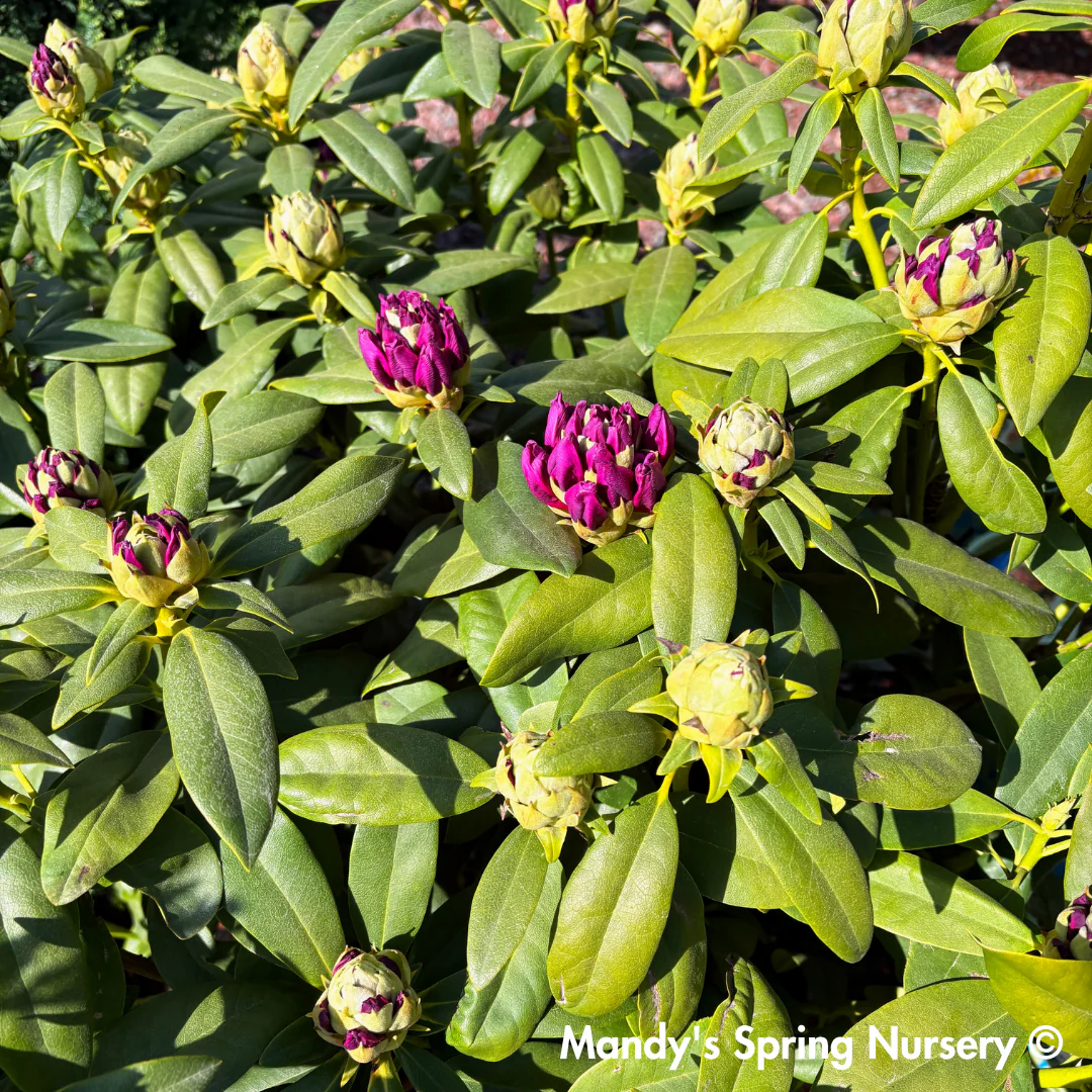 'Purple Passion' Rhododendron | Rhododendron 'Purple Passion' - Image 7