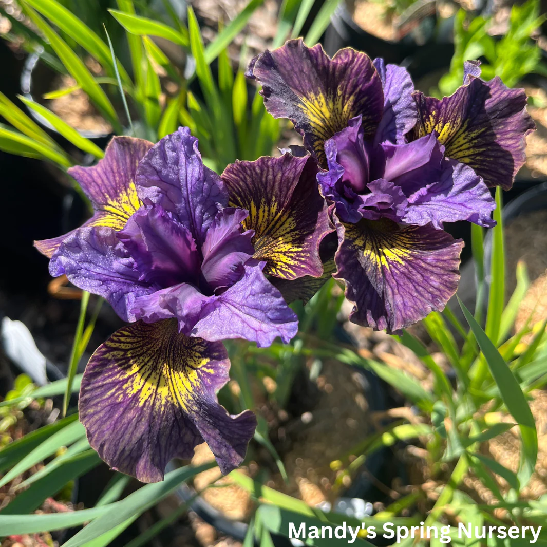 'Purring Tiger' Siberian Iris | Iris sibirica 'Purring Tiger' - Image 3