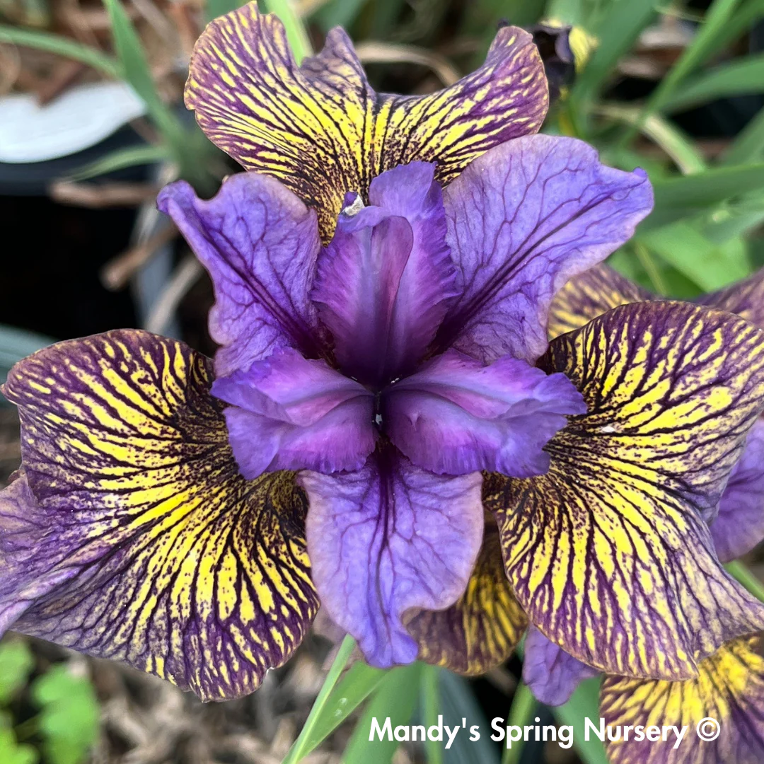 'Purring Tiger' Siberian Iris | Iris sibirica 'Purring Tiger' - Image 4