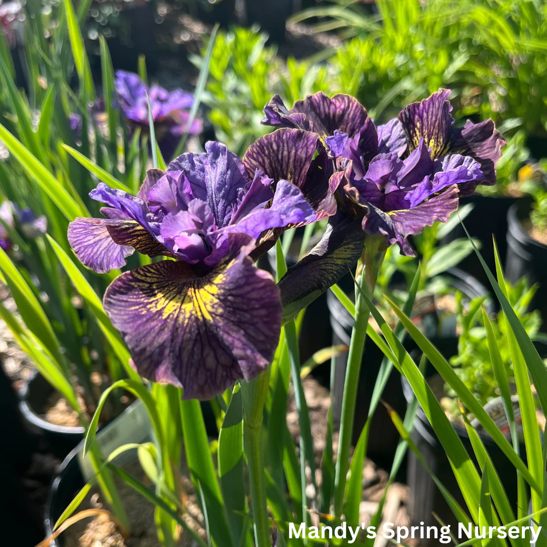 'Purring Tiger' Siberian Iris | Iris sibirica 'Purring Tiger' - Image 5