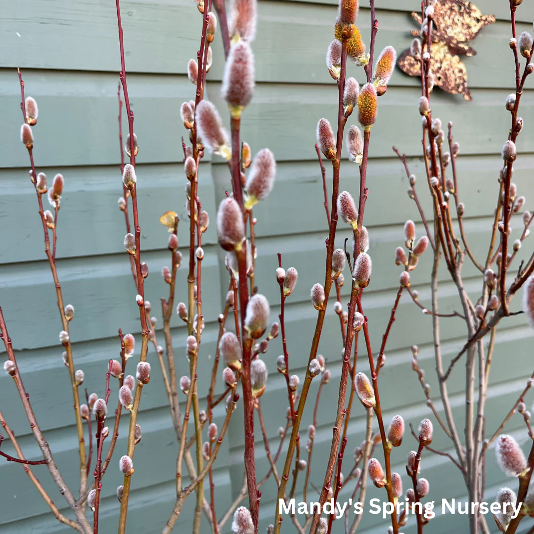 Pussy Willow | Salix discolor - Image 7