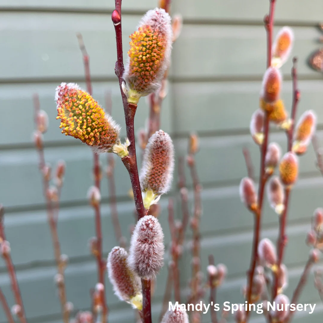 Pussy Willow | Salix discolor - Image 8