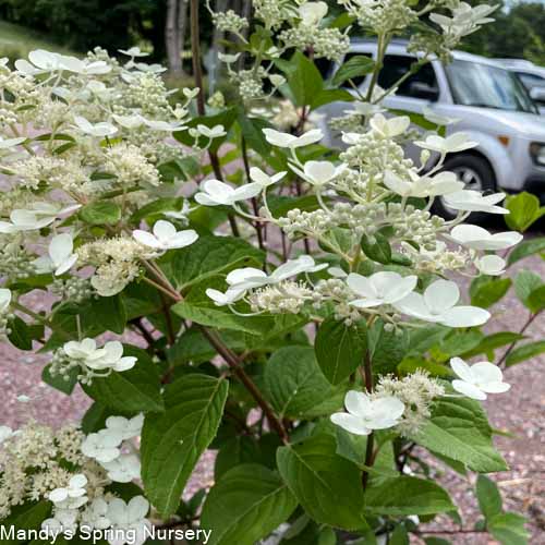 Quick Fire Hydrangea Tree | Hydrangea paniculata 'Bulk' - Image 3