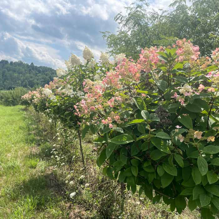 Quick Fire Hydrangea Tree | Hydrangea paniculata 'Bulk' - Image 4