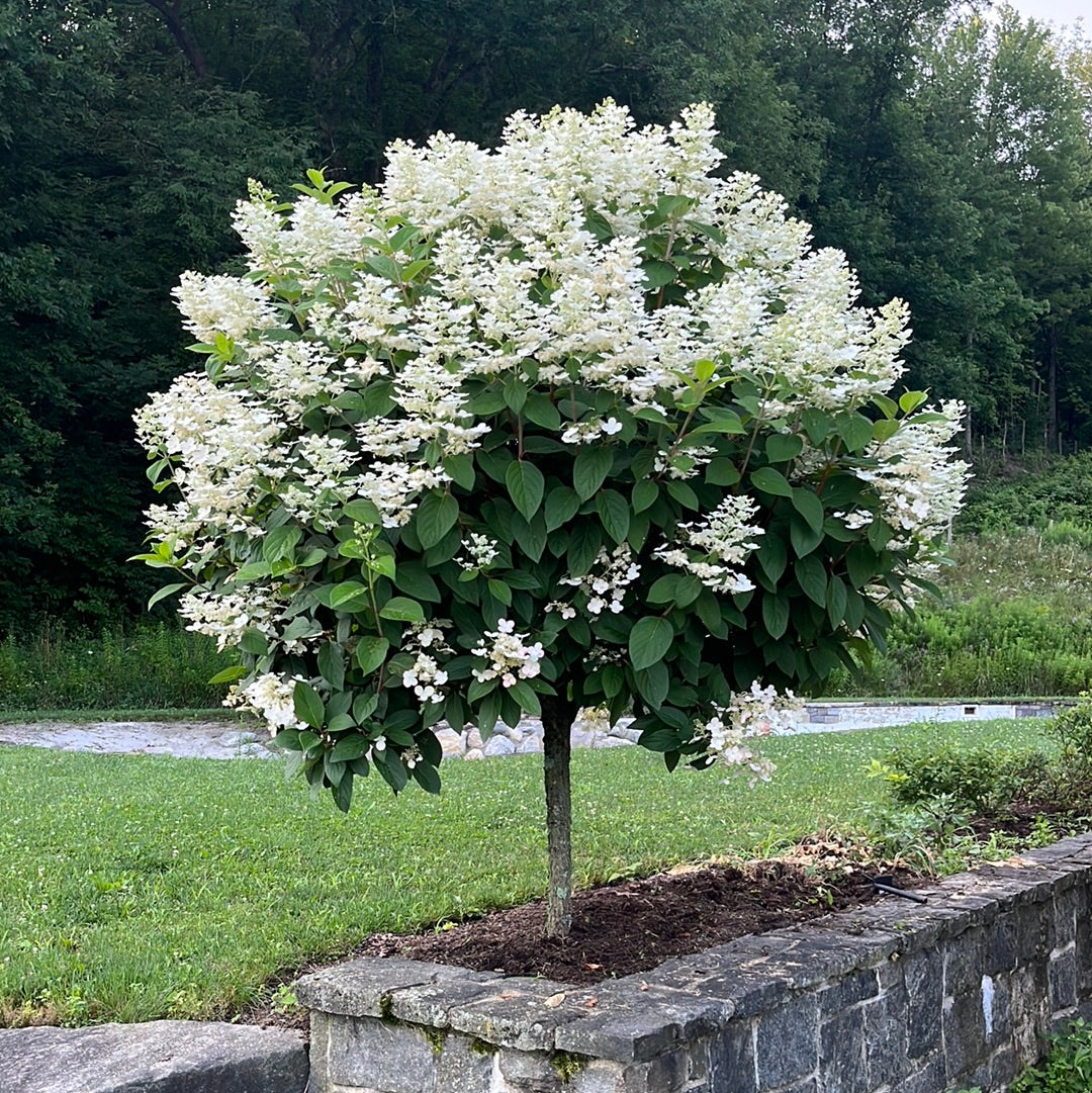 Quick Fire Hydrangea Tree | Hydrangea paniculata 'Bulk' - Image 6