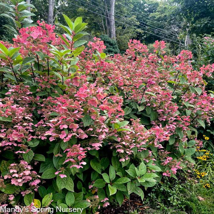 Quick Fire® Hydrangea | Hydrangea paniculata - Image 2