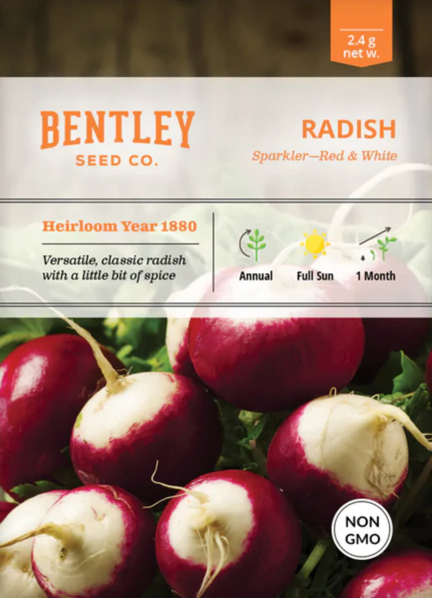 Radish 'Sparkler ' - Vegetable Seeds - Image 2