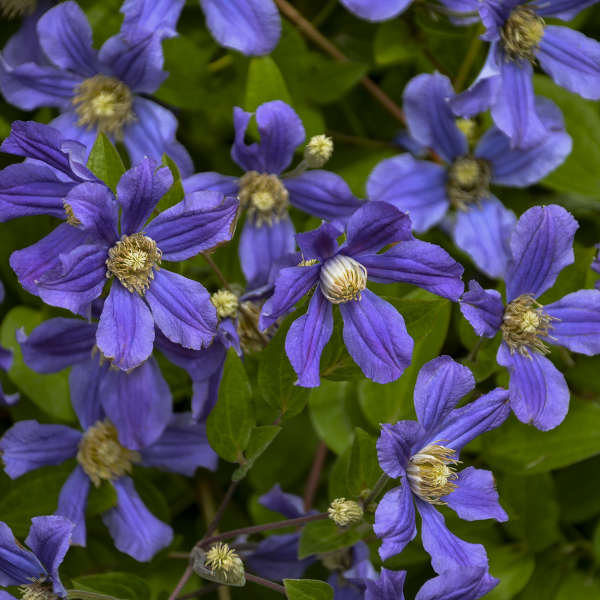 'Rain Dance' Reblooming Bush Clematis - Image 3