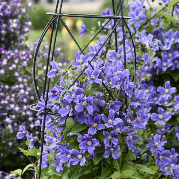 'Rain Dance' Reblooming Bush Clematis - Image 4