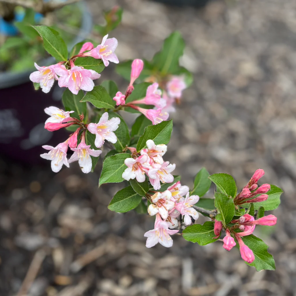 Rainbow Sensation Weigela | Weigela florida - Image 3