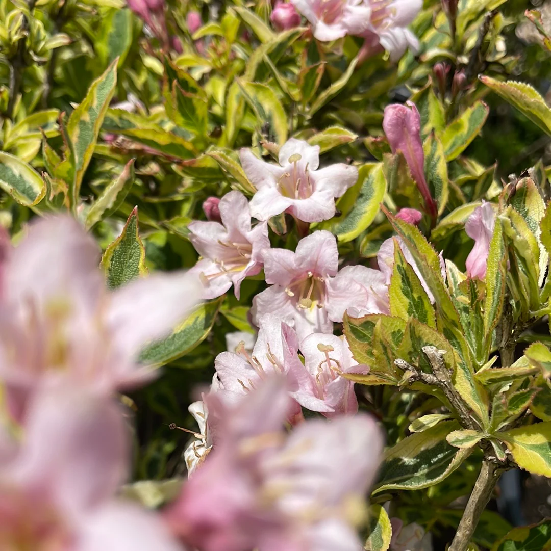 Rainbow Sensation Weigela | Weigela florida - Image 4