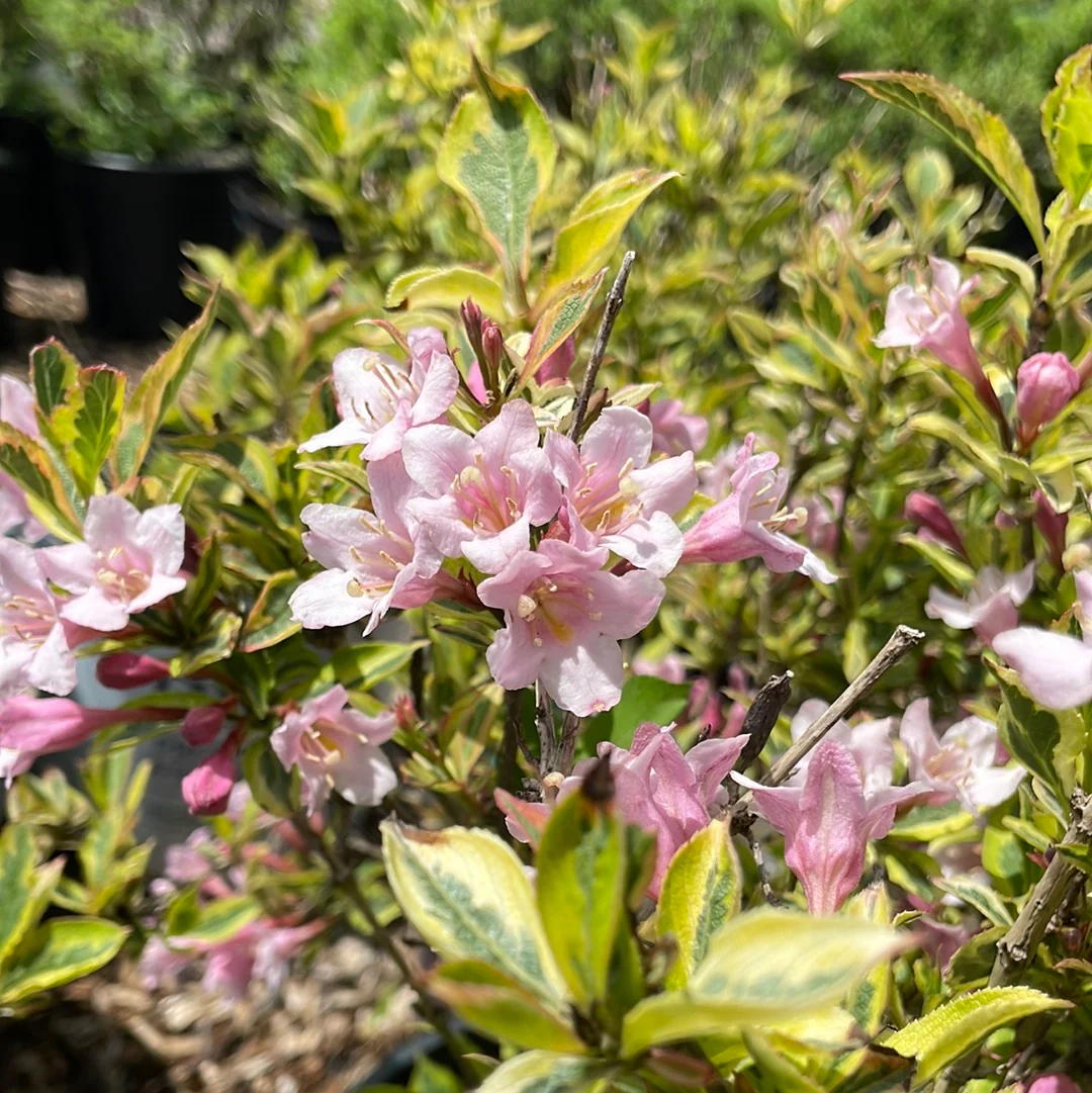 Rainbow Sensation Weigela | Weigela florida - Image 5