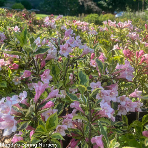Rainbow Sensation Weigela | Weigela florida - Image 6