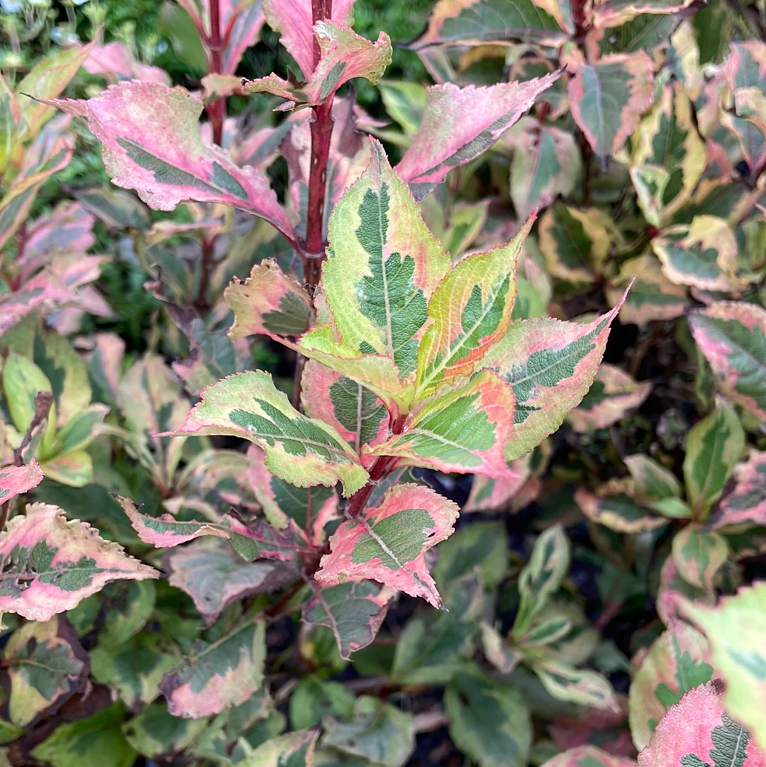 Rainbow Sensation Weigela | Weigela florida - Image 7