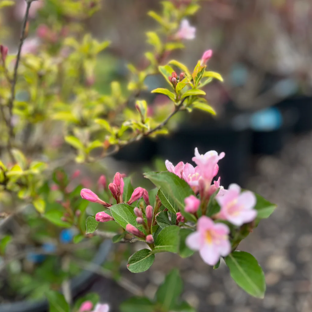 Rainbow Sensation Weigela | Weigela florida - Image 8