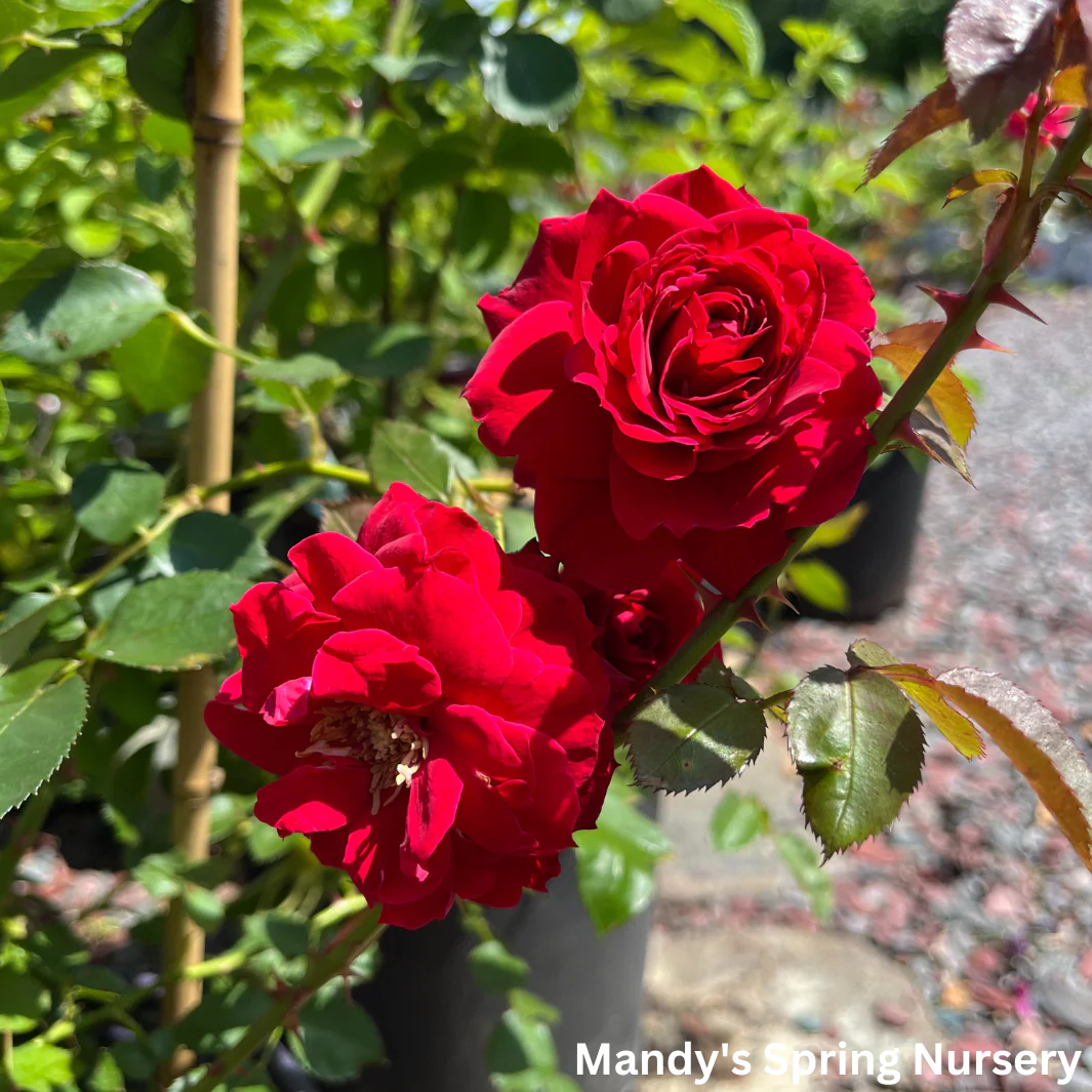 Ramblin' Red Rose Climbing Rose | Rosa - Image 6