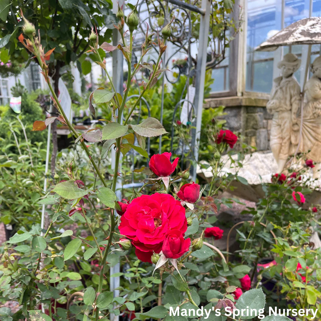 Ramblin' Red Rose Climbing Rose | Rosa - Image 7