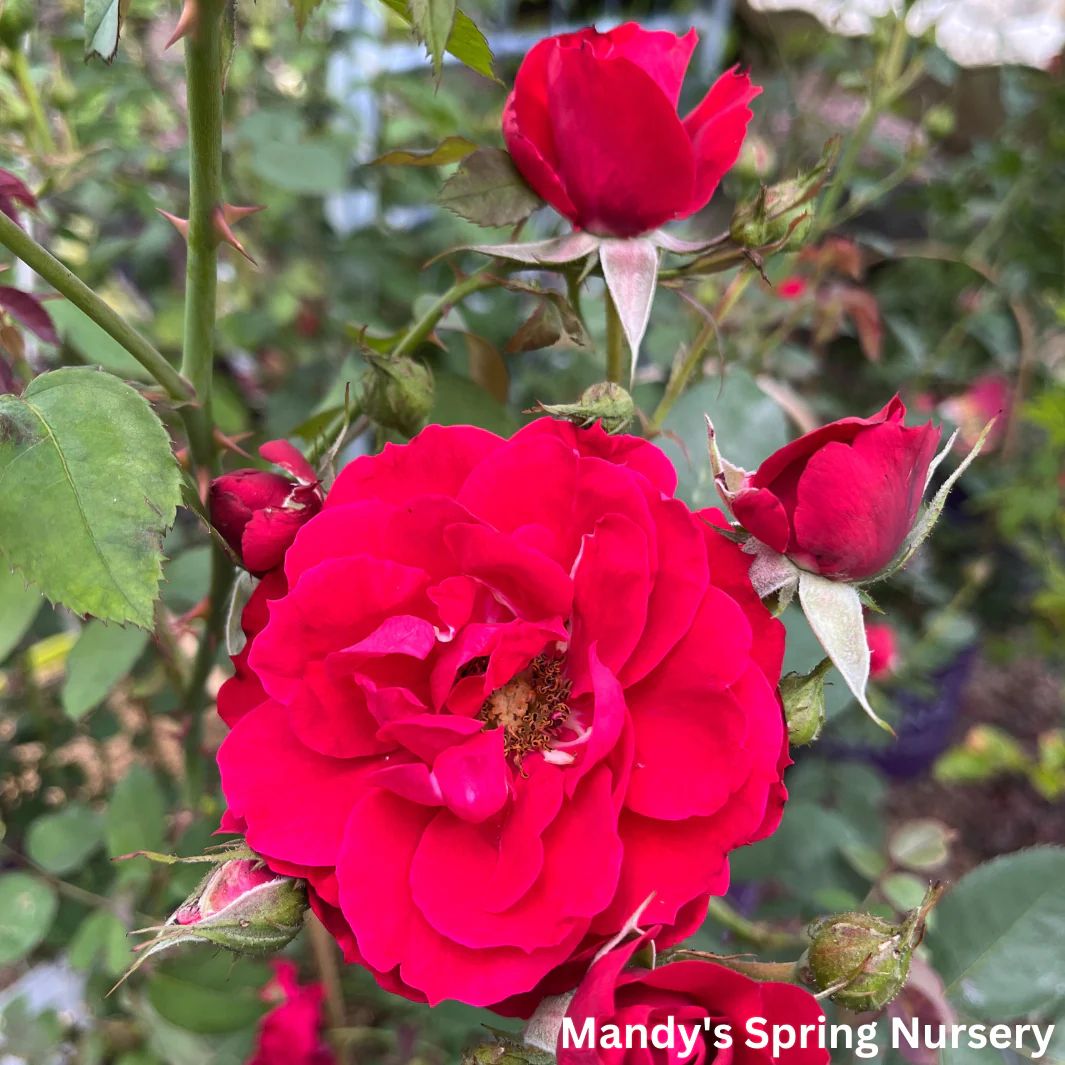 Ramblin' Red Rose Climbing Rose | Rosa - Image 8