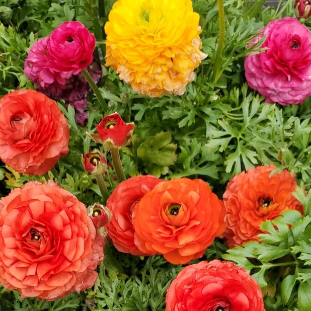 Bulbs - Ranunculus Mixture
